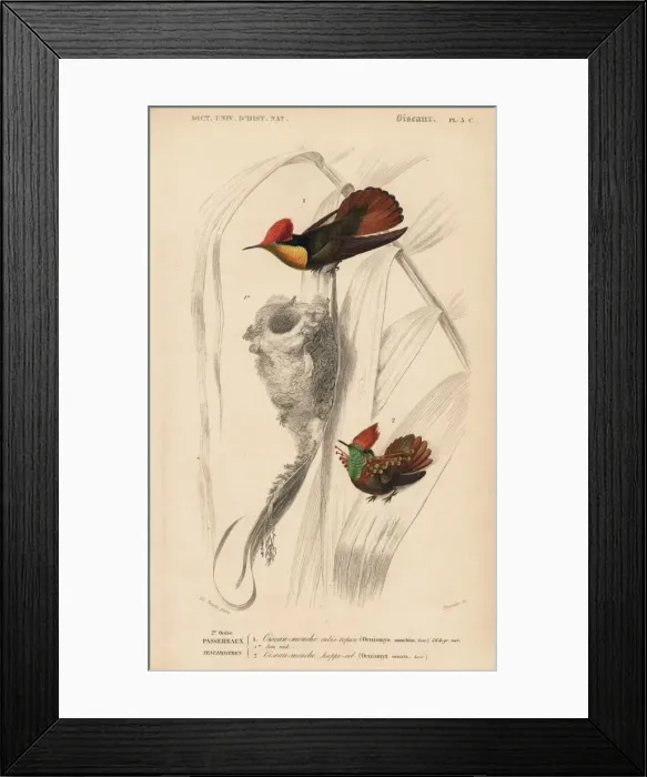 Framed Print : Ruby-topaz hummingbird, Chrysolampis mosquitus