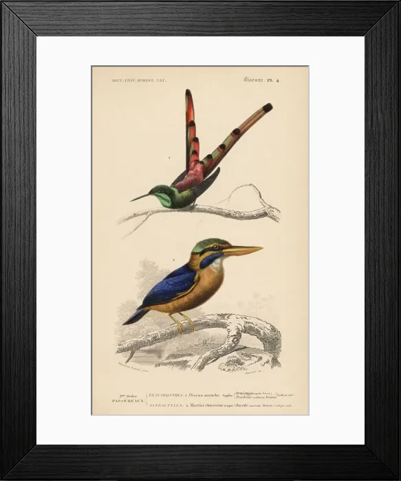 Framed Print : Red-tailed comet, Sappho sparganurus Framed Print : Red-tailed comet, Sappho sparganurus