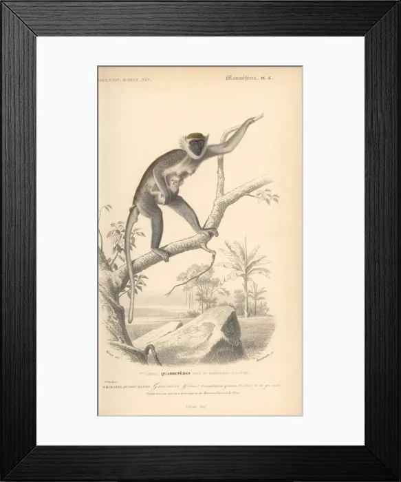 Framed Print : Grivet, Chlorocebus aethiops Framed Print : Grivet, Chlorocebus aethiops