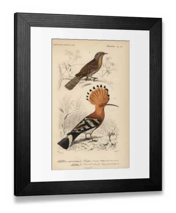 Framed Print : Hoopoe, Upupa epops, and Eurasian wryneck, Jynx torquilla Framed Print : Hoopoe, Upupa epops, and Eurasian wryneck, Jynx torquilla