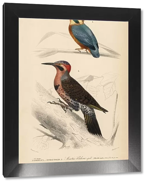 Common kingfisher, Alcedo ispida, and northern