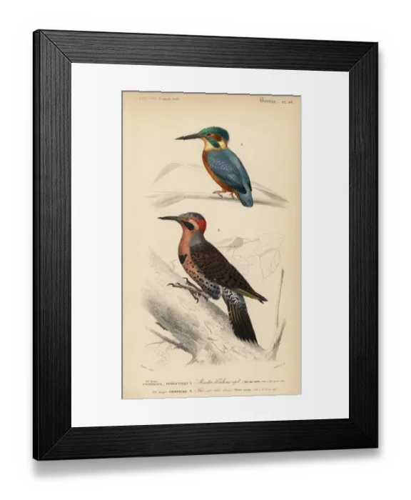 Framed Print : Common kingfisher, Alcedo ispida, and northern Framed Print : Common kingfisher, Alcedo ispida, and northern