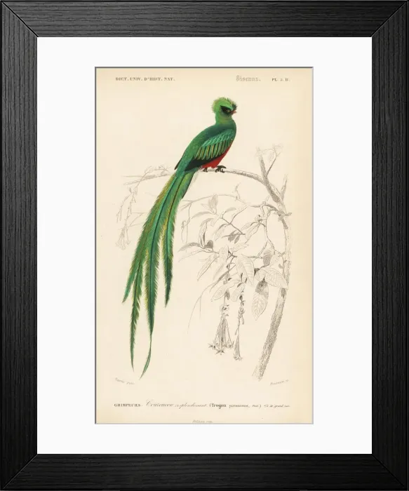 Framed Print : Resplendent quetzal, Pharomachrus mocinno Framed Print : Resplendent quetzal, Pharomachrus mocinno