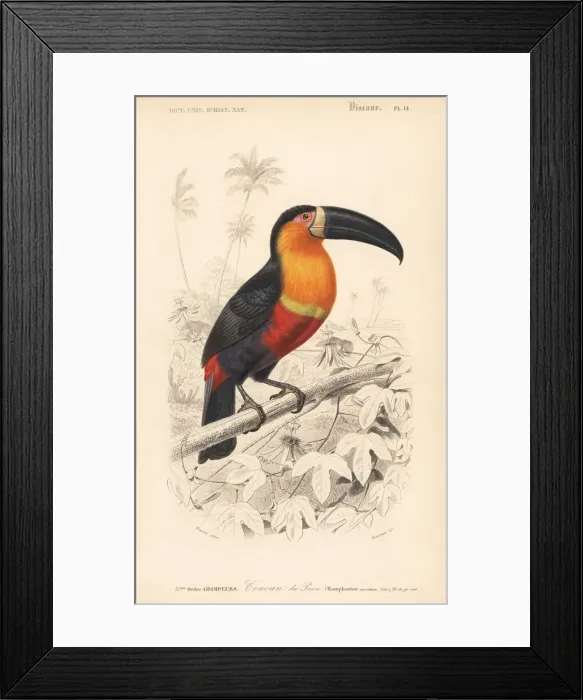 Framed Print : Ariel toucan, Ramphastos vitellinus ariel Framed Print : Ariel toucan, Ramphastos vitellinus ariel