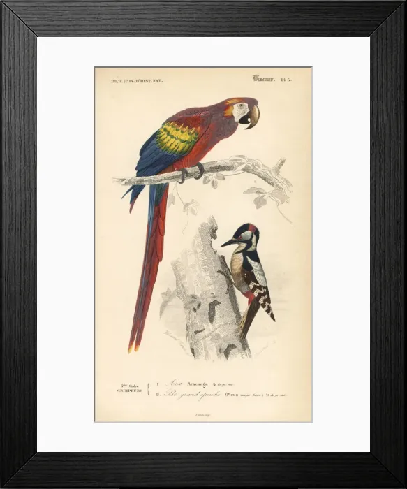 Framed Print : Scarlet macaw, Ara macao, and great spotted Framed Print : Scarlet macaw, Ara macao, and great spotted
