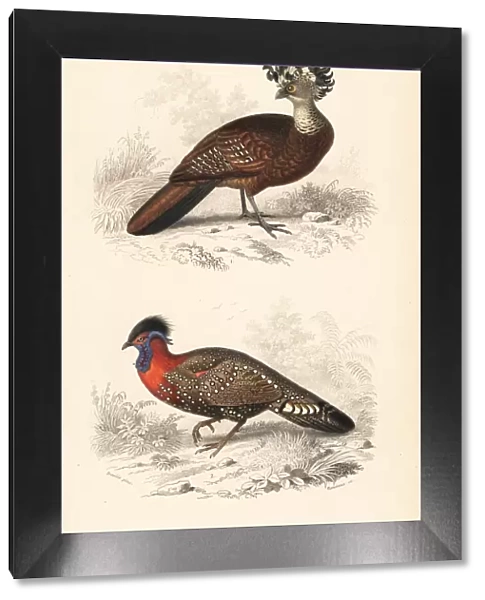 Great curassow (vulnerable) and western tragopan
