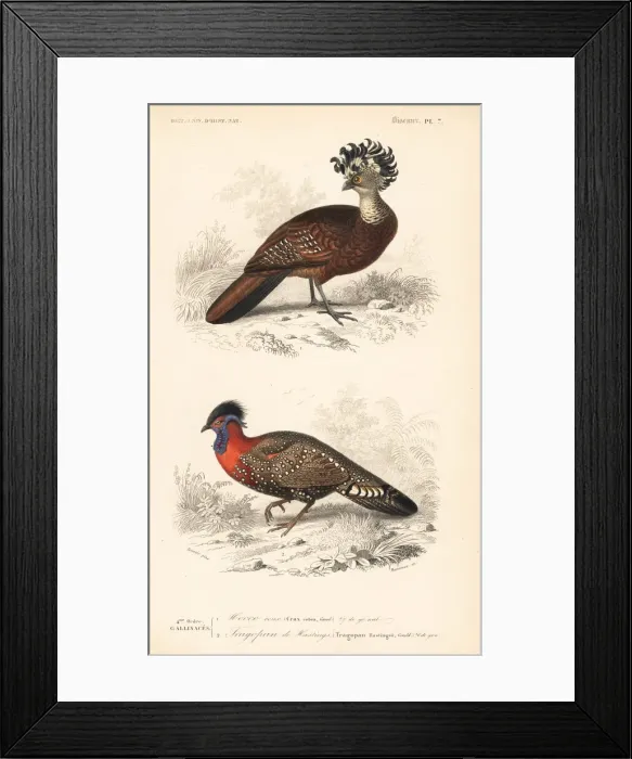 Framed Print : Great curassow (vulnerable) and western tragopan Framed Print : Great curassow (vulnerable) and western tragopan