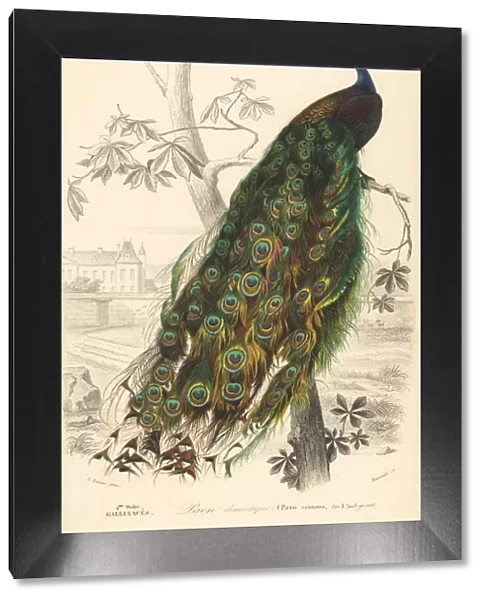 Indian peafowl, Pavo cristatus