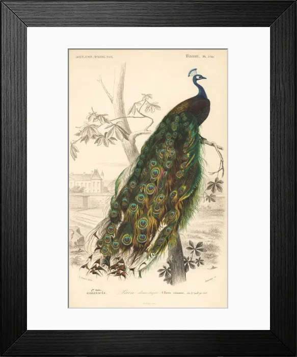Framed Print : Indian peafowl, Pavo cristatus
