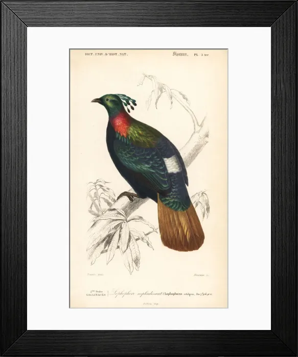 Framed Print : Himalayan monal, Lophophorus impejanus