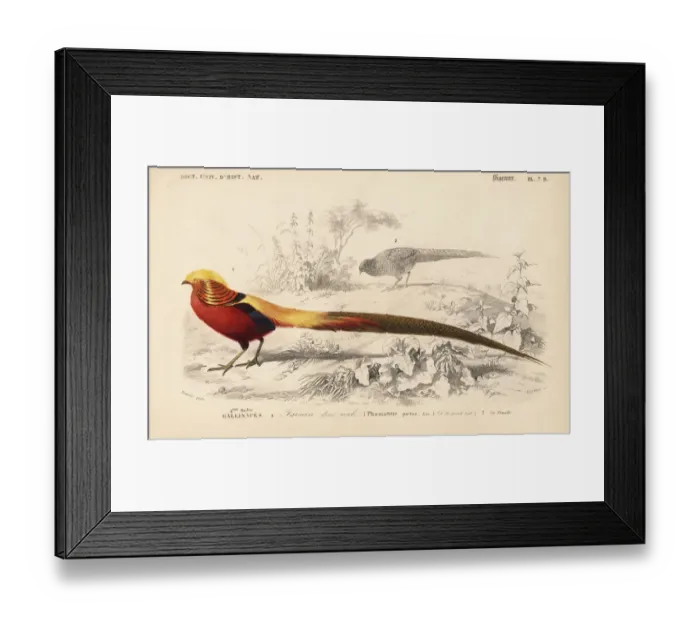 Framed Print : Golden pheasant, Chrysolophus pictus Framed Print : Golden pheasant, Chrysolophus pictus