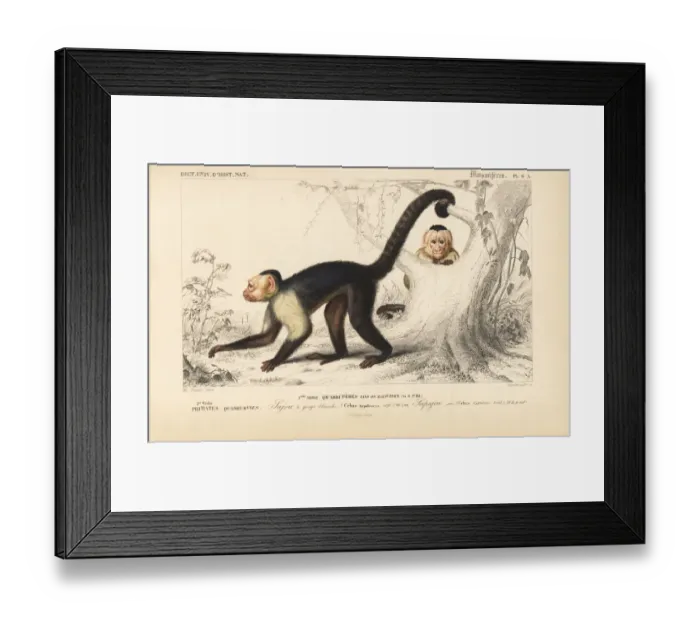 Framed Print : White-headed capuchin, Cebus capucinus Framed Print : White-headed capuchin, Cebus capucinus