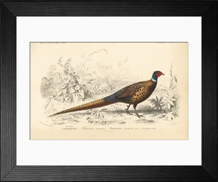 Framed Print : Common pheasant, Phasianus colchicus Framed Print : Common pheasant, Phasianus colchicus