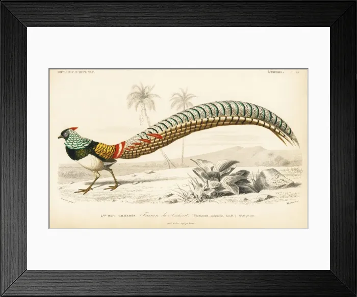 Framed Print : Lady Amhersts pheasant, Chrysolophus amherstiae Framed Print : Lady Amhersts pheasant, Chrysolophus amherstiae