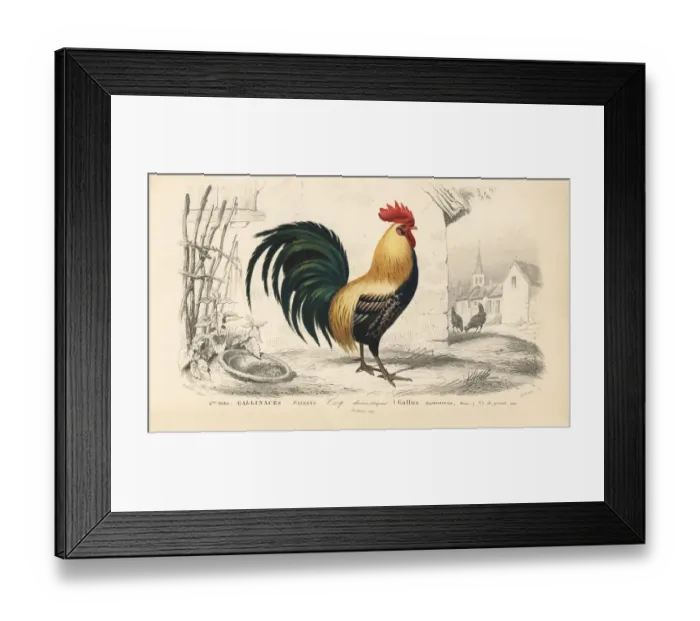 Framed Print : Domesticated chicken, male, Gallus gallus domesticus Framed Print : Domesticated chicken, male, Gallus gallus domesticus