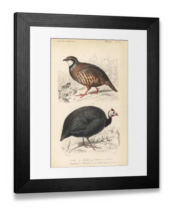 Framed Print : Red-legged partridge, Alectoris rufa Framed Print : Red-legged partridge, Alectoris rufa