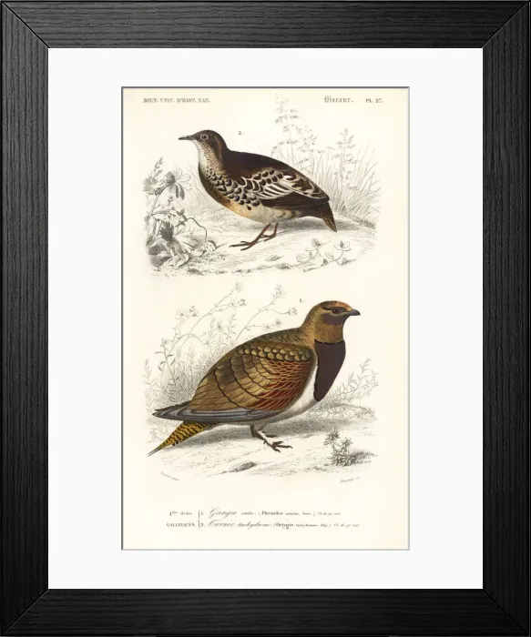 Framed Print : Pin-tailed sandgrouse, Pterocles alchata Framed Print : Pin-tailed sandgrouse, Pterocles alchata