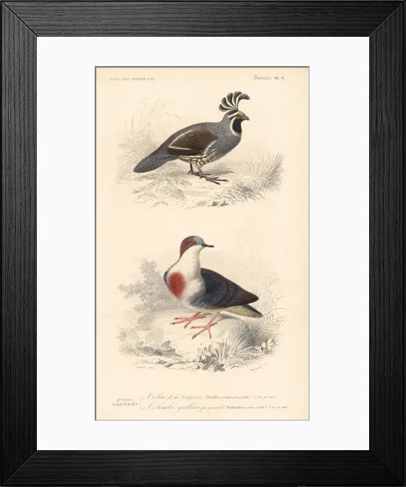Framed Print : California quail, Callipepla californica Framed Print : California quail, Callipepla californica