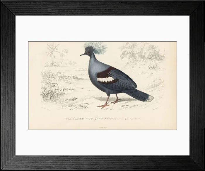 Framed Print : Western crowned pigeon, Goura cristata (vulnerable) Framed Print : Western crowned pigeon, Goura cristata (vulnerable)