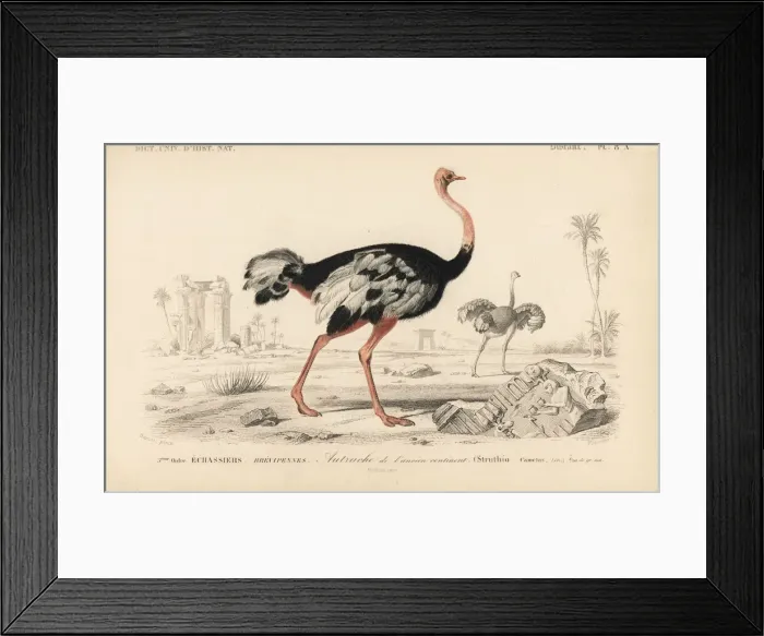 Framed Print : Common ostrich, Struthio camelus Framed Print : Common ostrich, Struthio camelus