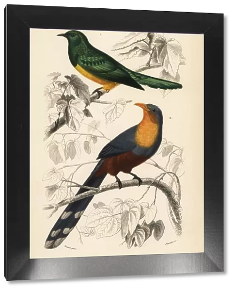 African emerald cuckoo and red-billed malkoha