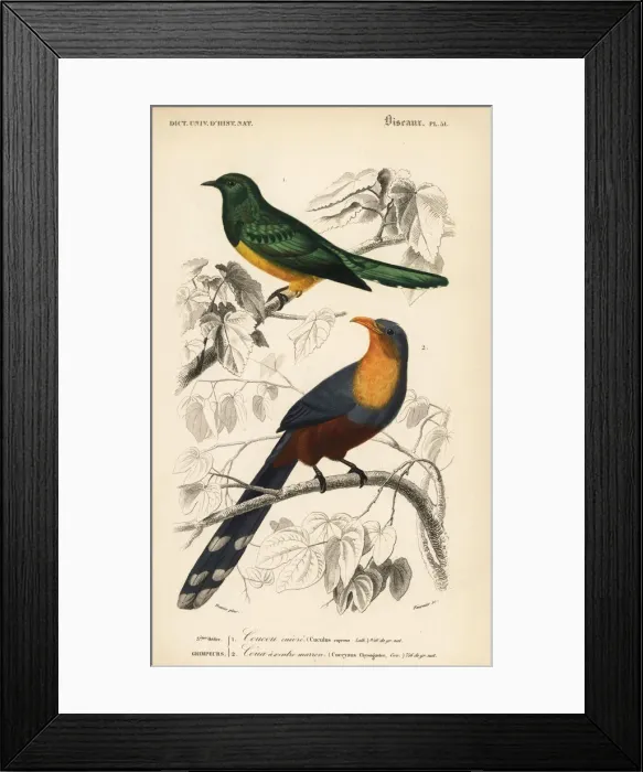 Framed Print : African emerald cuckoo and red-billed malkoha Framed Print : African emerald cuckoo and red-billed malkoha