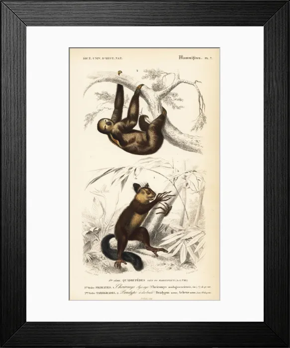 Framed Print : Aye-aye (near-threatened) and brown-throated sloth Framed Print : Aye-aye (near-threatened) and brown-throated sloth