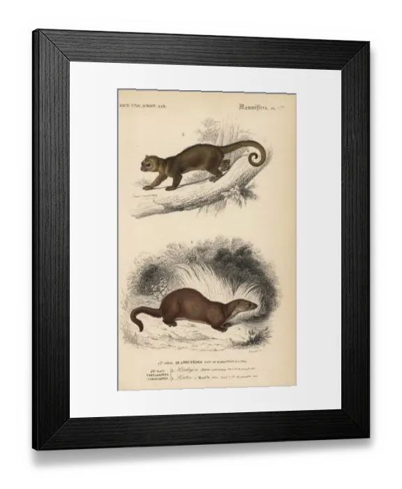 Framed Print : Kinkajou, Potos flavus, and European otter, Lutra lutra Framed Print : Kinkajou, Potos flavus, and European otter, Lutra lutra