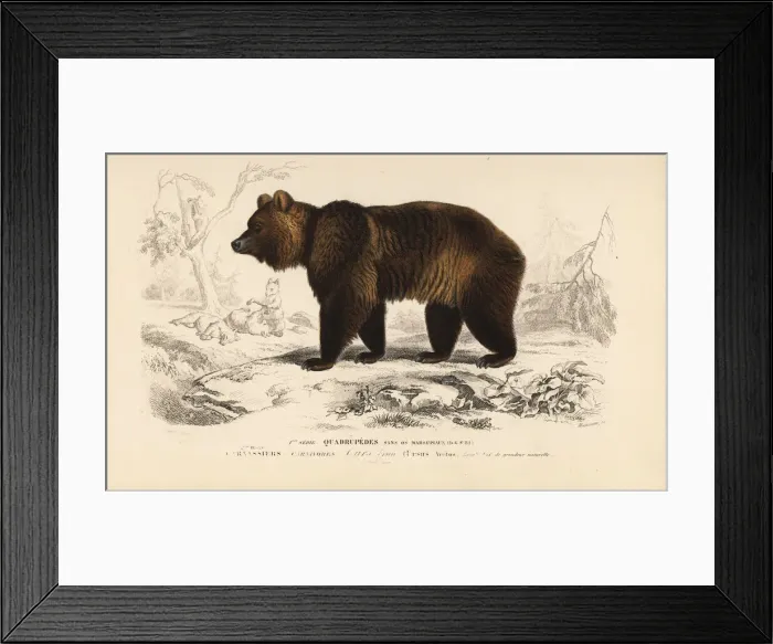 Framed Print : Brown bear, Ursus arctos Framed Print : Brown bear, Ursus arctos