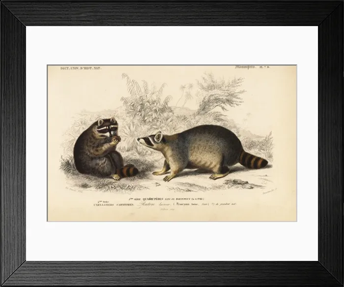 Framed Print : Raccoon, Procyon lotor Framed Print : Raccoon, Procyon lotor