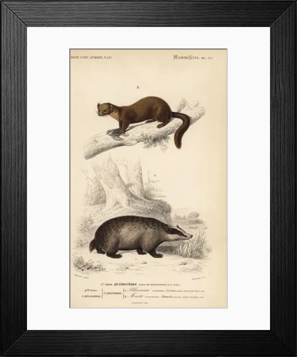 Framed Print : European badger, Meles meles, and European Framed Print : European badger, Meles meles, and European