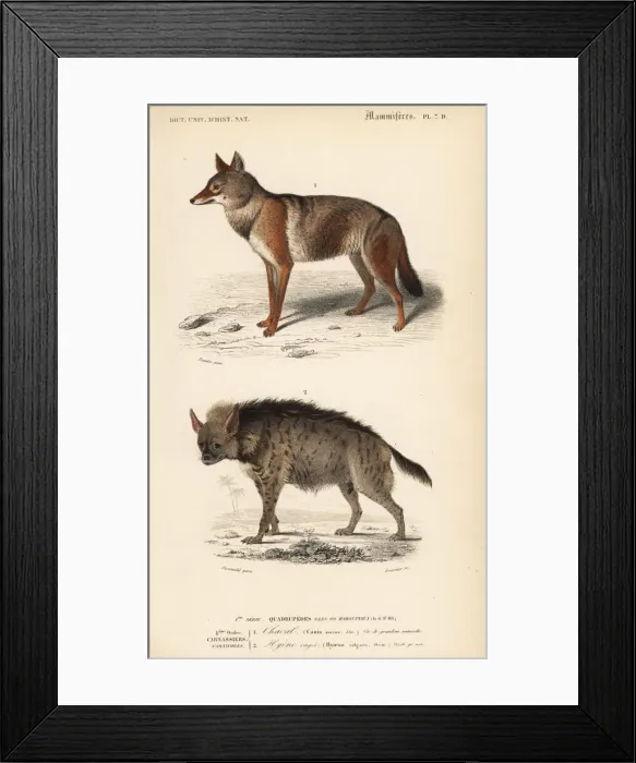 Framed Print : Golden jackal, Canis aureus, and striped hyena Framed Print : Golden jackal, Canis aureus, and striped hyena