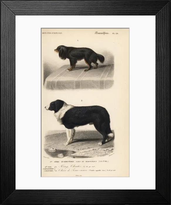 Framed Print : King Charles spaniel and Barbet breeds of dog Framed Print : King Charles spaniel and Barbet breeds of dog
