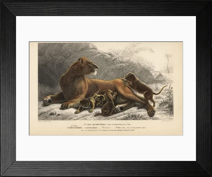 Framed Print : Lioness, Panthera leo, with cubs. Vulnerable Framed Print : Lioness, Panthera leo, with cubs. Vulnerable