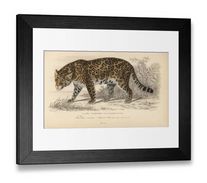 Framed Print : Jaguar, Panthera onca