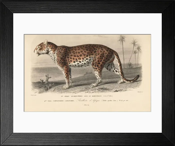 Framed Print : Leopard, Panthera pardus Framed Print : Leopard, Panthera pardus