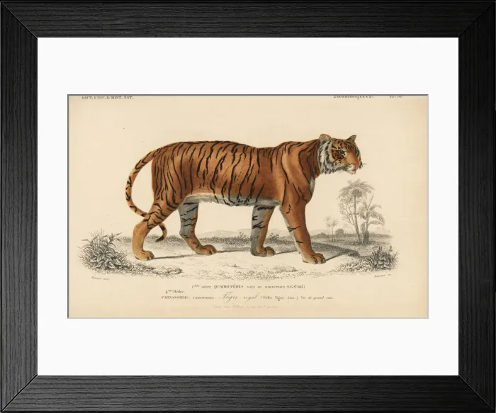 Framed Print : Bengal tiger, Panthera tigris tigris. Endangered Framed Print : Bengal tiger, Panthera tigris tigris. Endangered