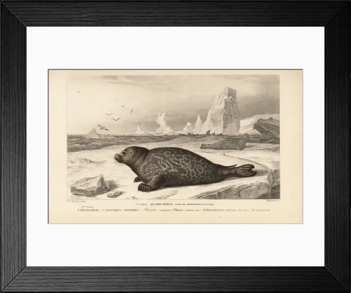 Framed Print : Common or harbor seal, Phoca vitulina Framed Print : Common or harbor seal, Phoca vitulina