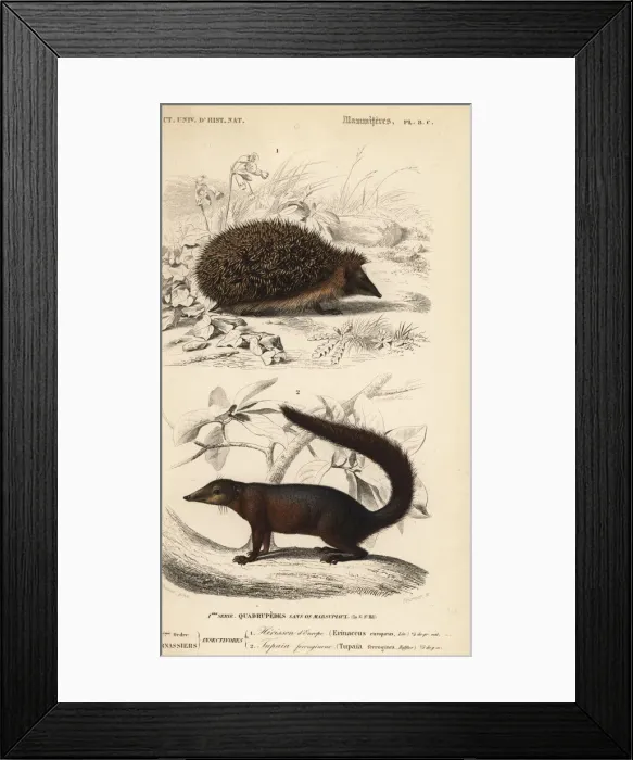 Framed Print : European hedgehog, Erinaceus europaeus Framed Print : European hedgehog, Erinaceus europaeus