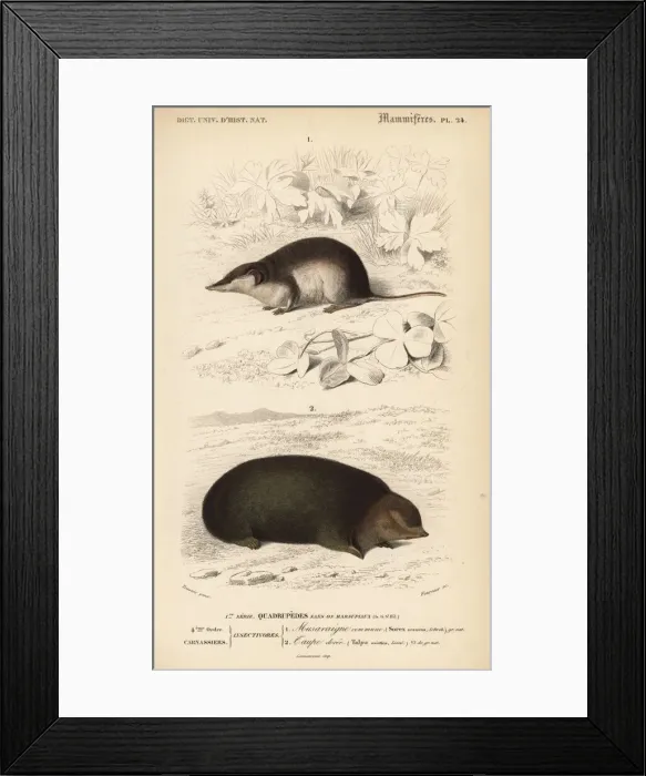 Framed Print : Common shrew, Sorex araneus, and Cape golden