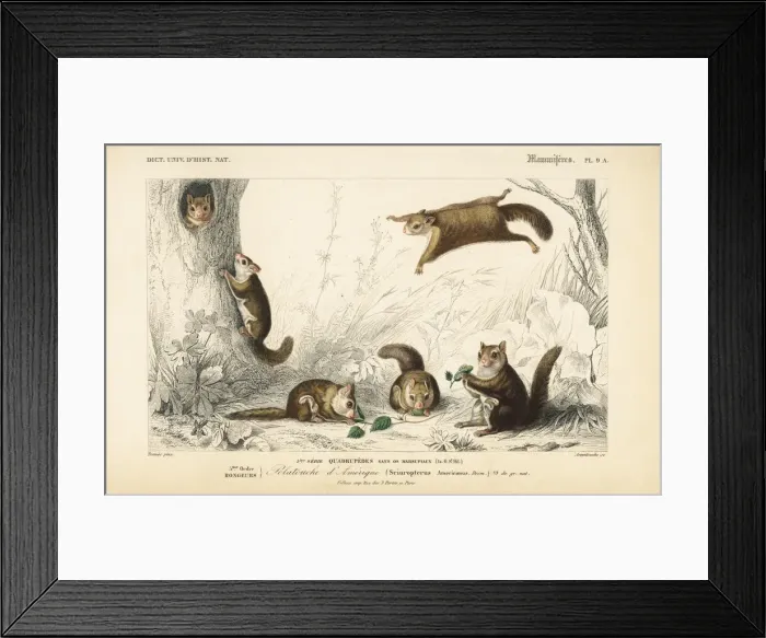 Framed Print : American flying squirrel, Glaucomys volans Framed Print : American flying squirrel, Glaucomys volans