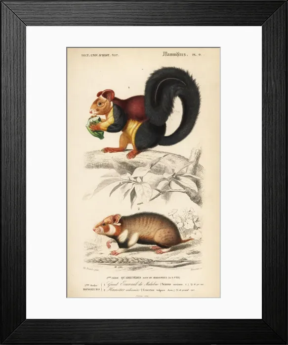 Framed Print : Malabar giant squirrel, Ratufa indica Framed Print : Malabar giant squirrel, Ratufa indica