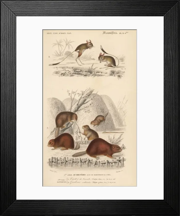 Framed Print : North American beaver, Castor canadensis Framed Print : North American beaver, Castor canadensis