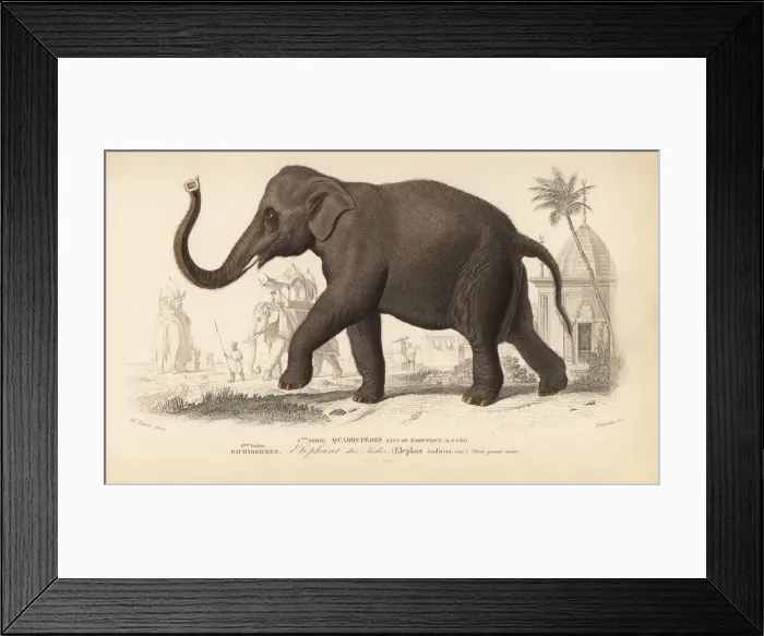 Framed Print : Indian elephant, Elephas maximus indicus. Endangered Framed Print : Indian elephant, Elephas maximus indicus. Endangered