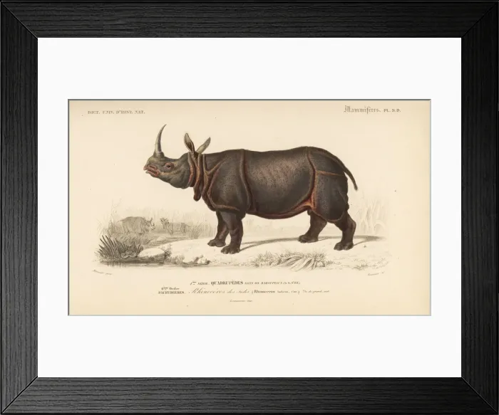 Framed Print : Indian rhinoceros, Rhinoceros unicornis (vulnerable) Framed Print : Indian rhinoceros, Rhinoceros unicornis (vulnerable)