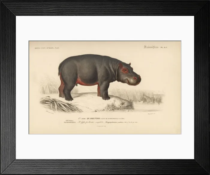 Framed Print : Hippopotamus, Hippopotamus amphibius (vulnerable) Framed Print : Hippopotamus, Hippopotamus amphibius (vulnerable)