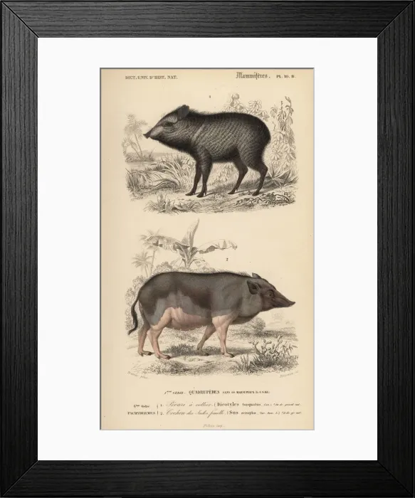 Framed Print : Collared peccary, Pecari tajacu, and Indian Framed Print : Collared peccary, Pecari tajacu, and Indian