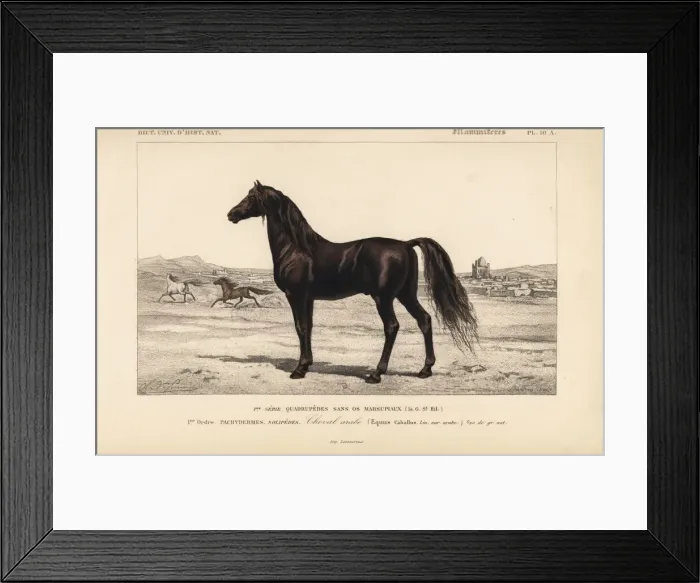 Framed Print : Arabian horse, Equus ferus caballus Framed Print : Arabian horse, Equus ferus caballus