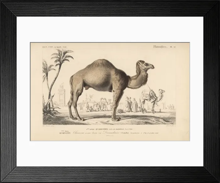 Framed Print : Dromedary camel, Camelus dromedarius Framed Print : Dromedary camel, Camelus dromedarius
