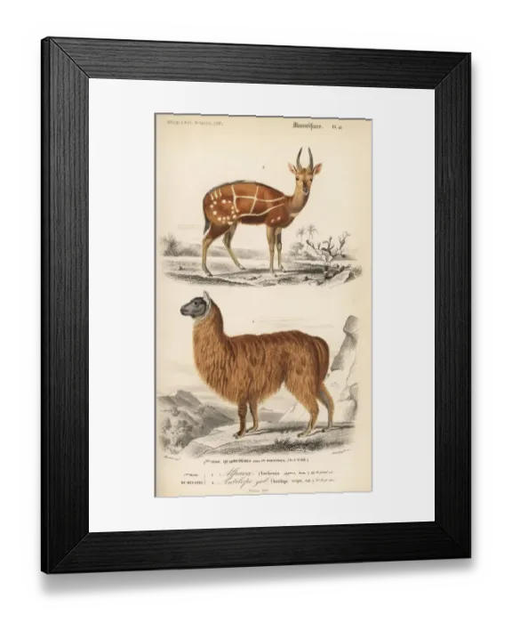 Framed Print : Bushbuck antelope, Tragelaphus scriptus Framed Print : Bushbuck antelope, Tragelaphus scriptus
